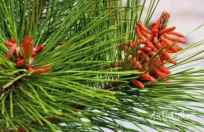 《松樹開花了》