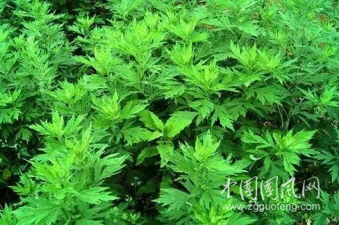 （小雨絲323）五月艾草