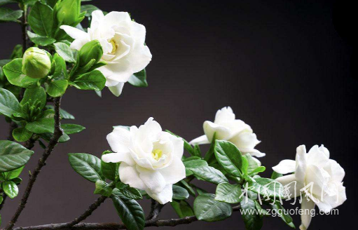 梔子花開時(shí)