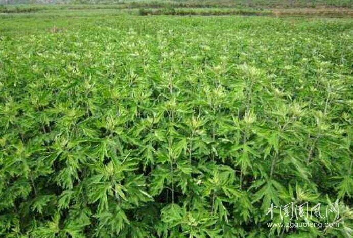 蘄艾飄香