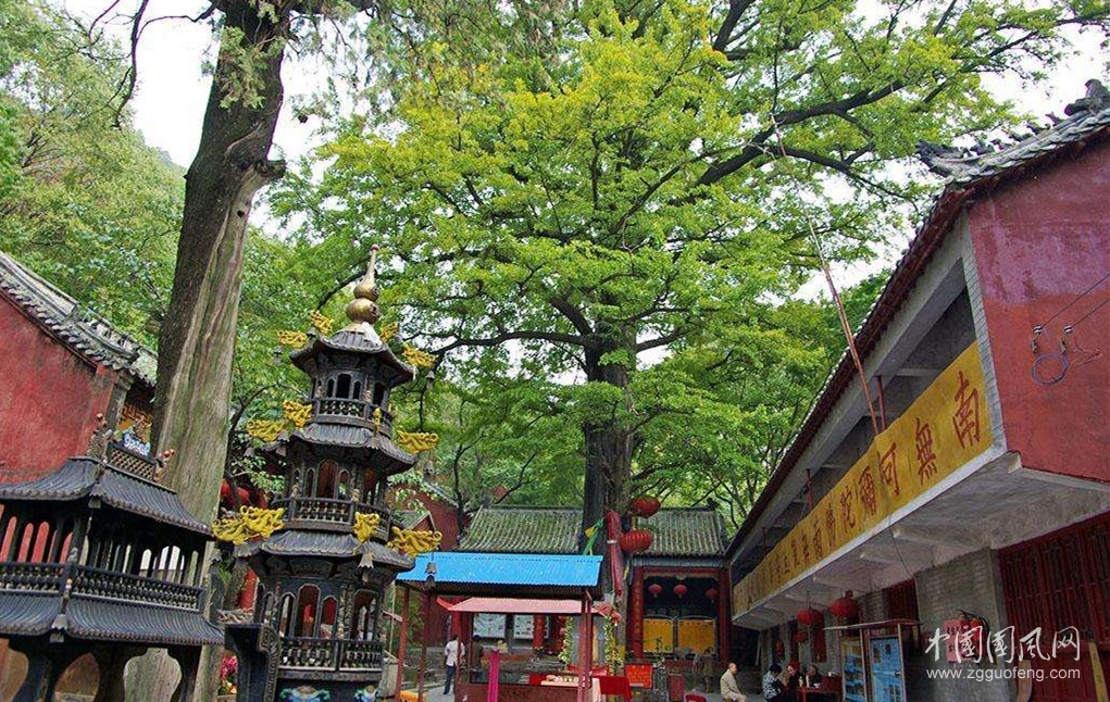 贊天門寺古銀杏樹