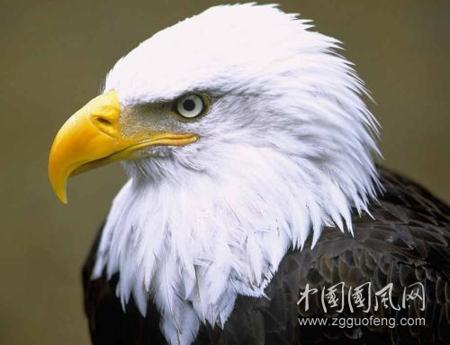 《猖狂的白頭鷹》     文/青春鳥