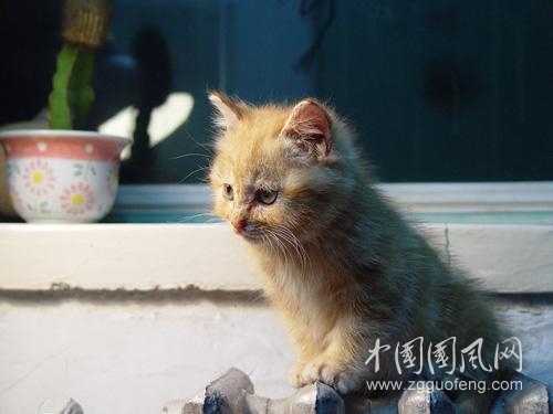 《貓的聯(lián)想》    文/青春鳥