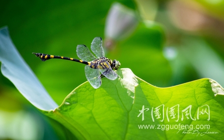 小池