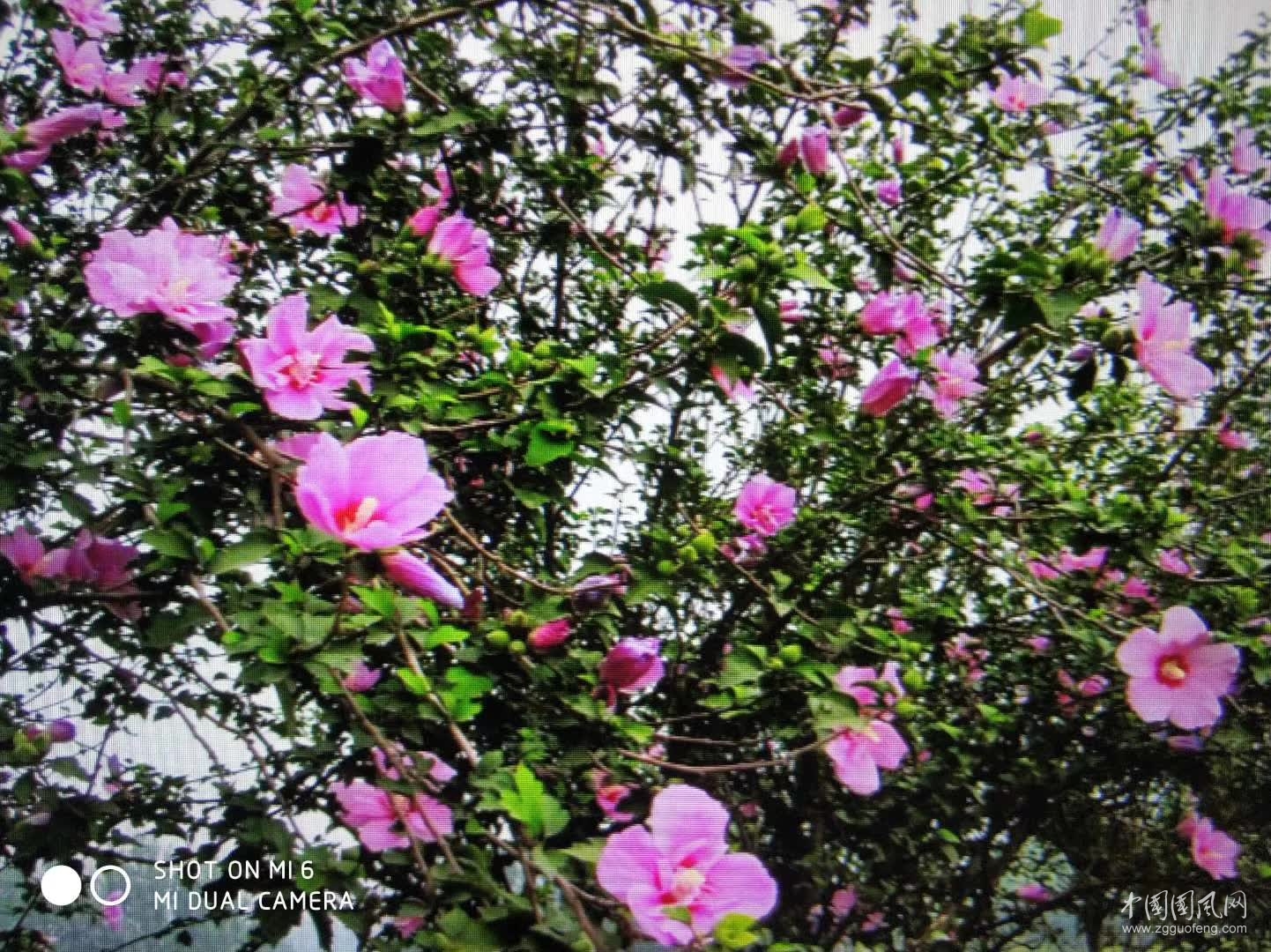 八  月    文\吳忠芹