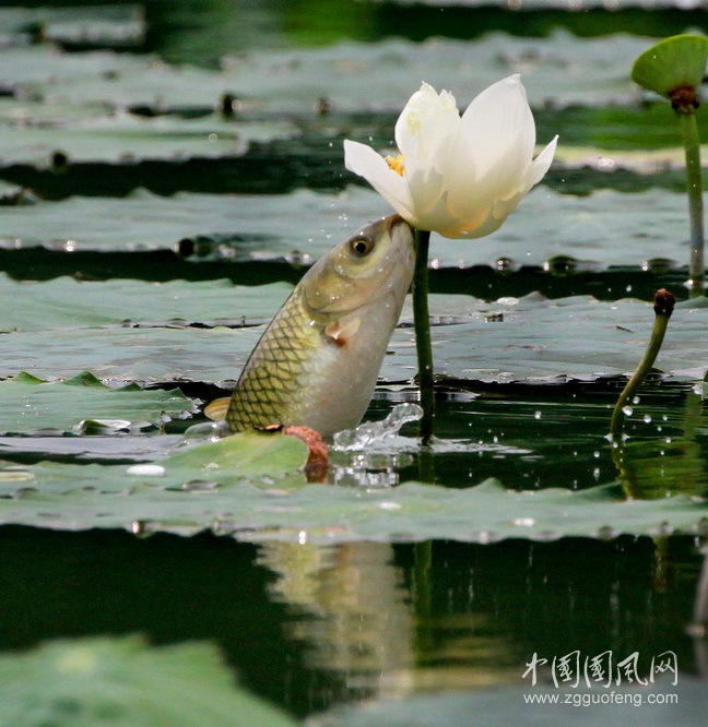 魚與荷花