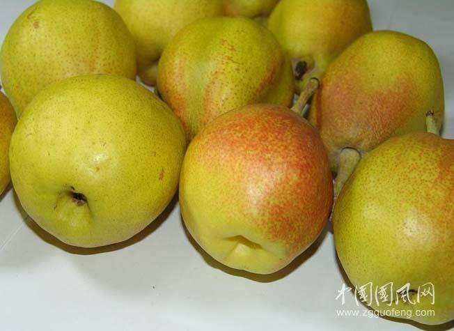 《庫(kù)爾勒的梨子熟了》       文/青春鳥(niǎo)