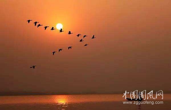 《雁南飛》  文/青春鳥