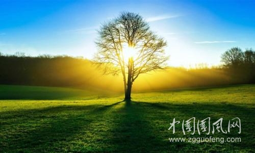 一棵沒有結(jié)果的樹  文/木子