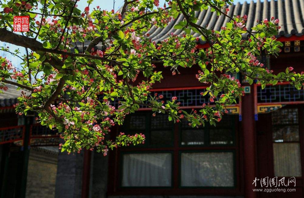 《懷念西花廳的海棠》           （文/青春鳥(niǎo)）