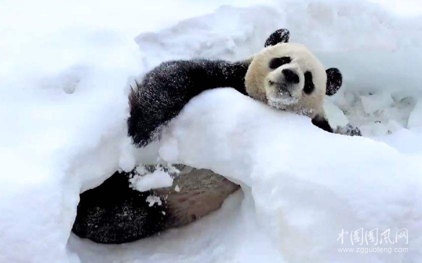 《玩雪的大熊貓》        （文/青春鳥）