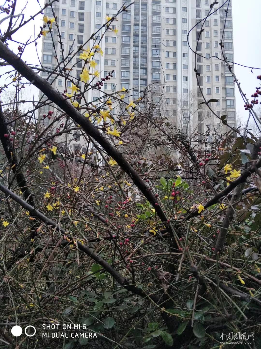    念  想   （文  吳忠芹）