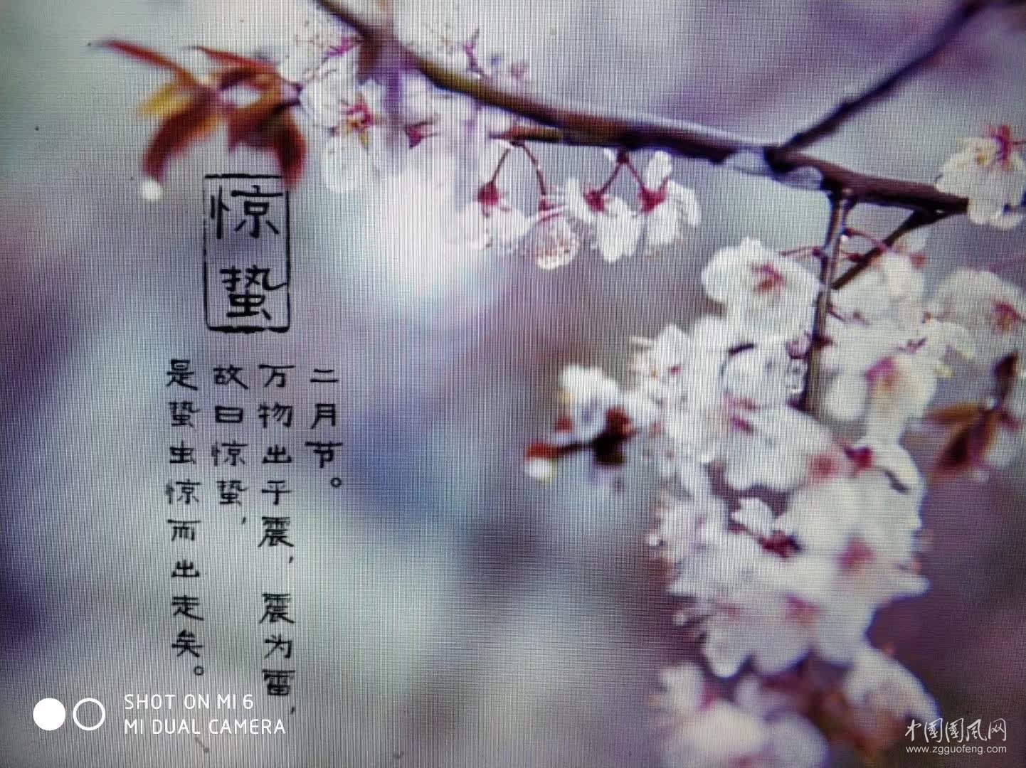 驚蟄隨感  （文 吳忠芹）