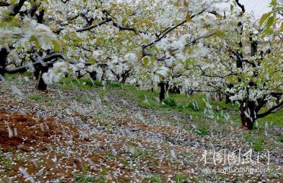   夢(mèng)里花飛梨花雨         （作者：張晴 ）