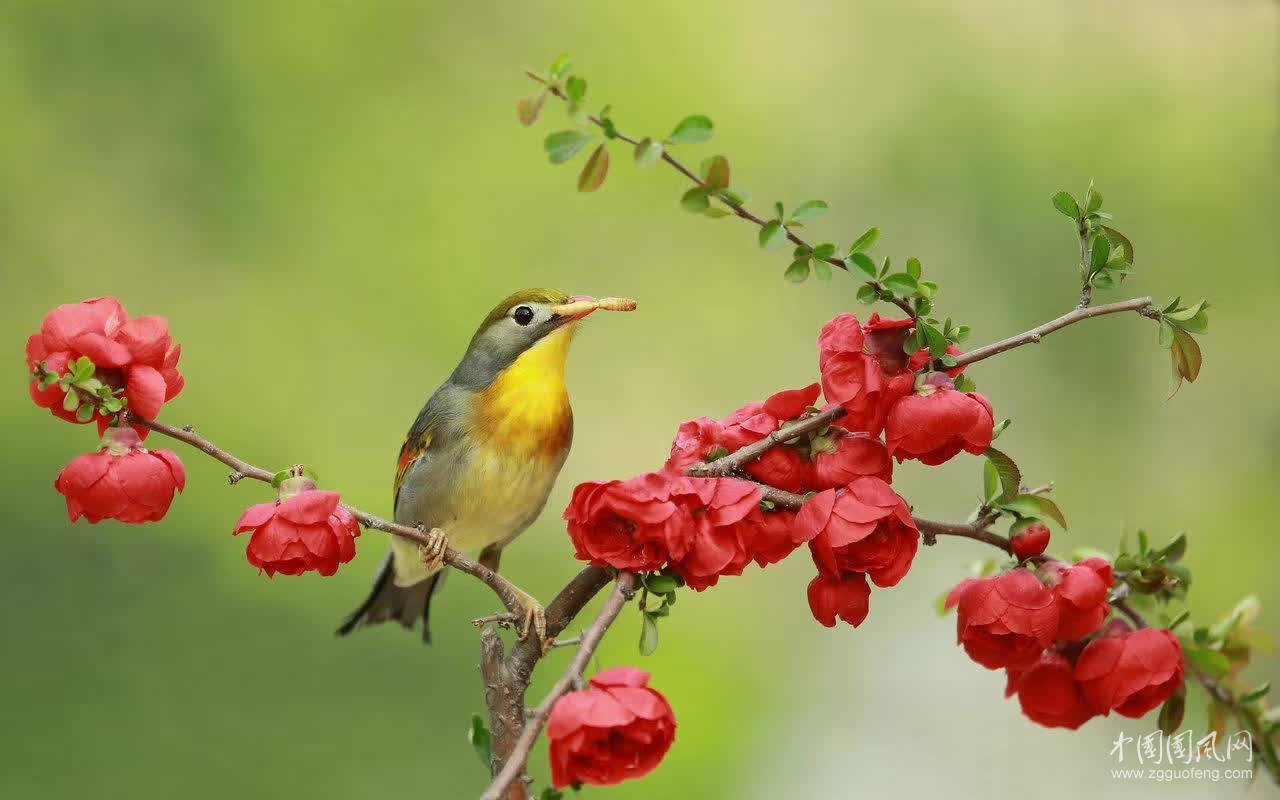 鳥鳴   （文  吳忠芹）