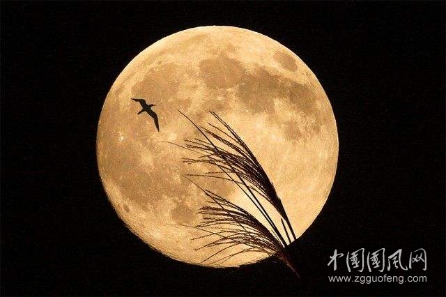 《美美的圓月亮》       文/青春鳥