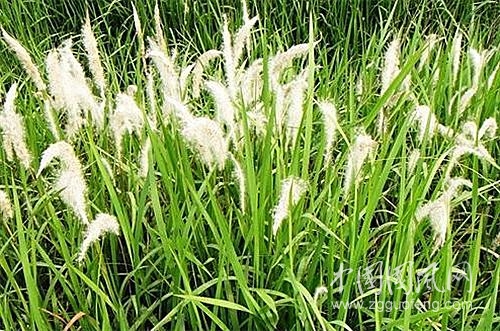 扚茅根（ 文/任瑾）