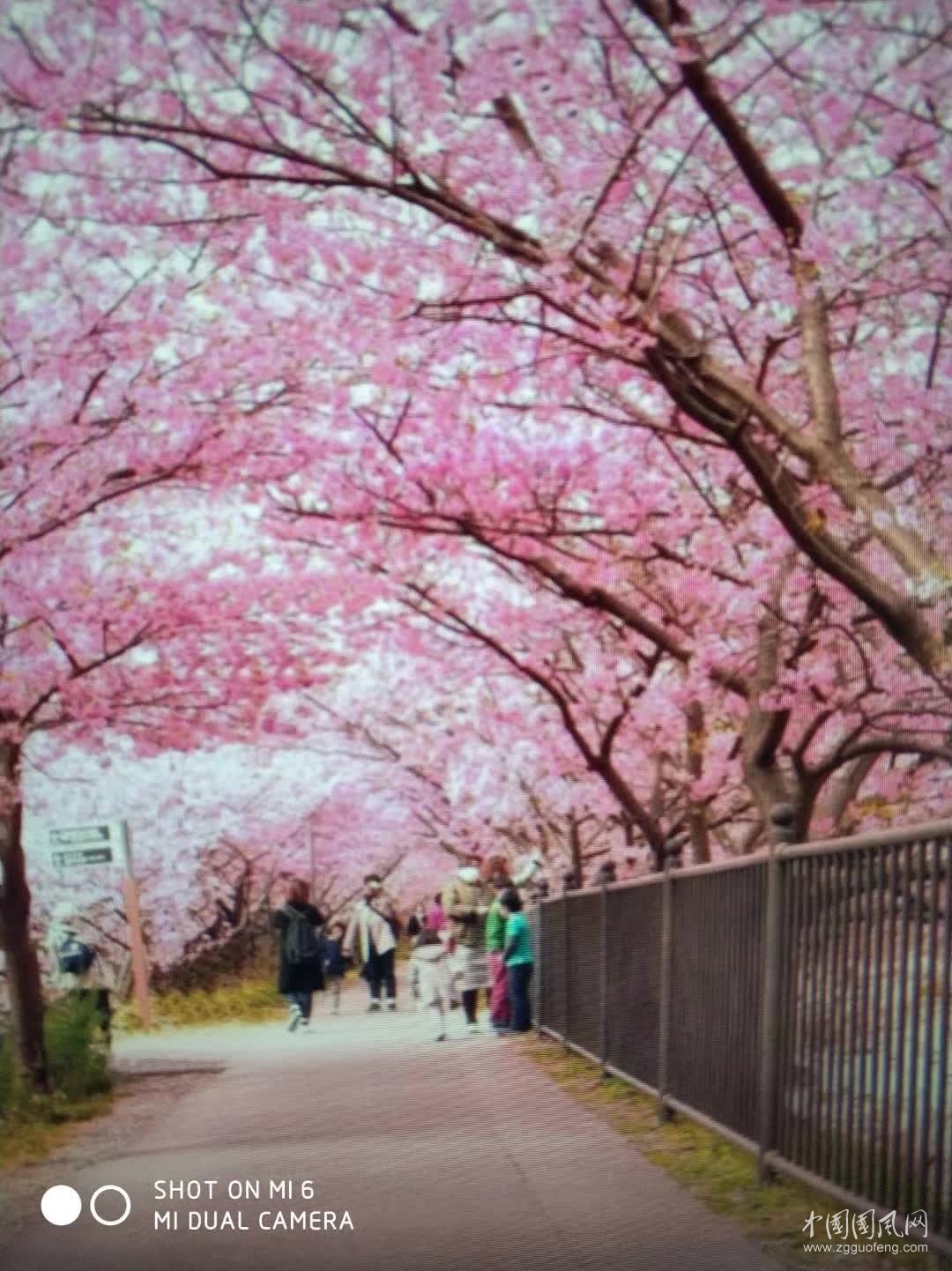 櫻 花 雨   （文  吳忠芹）