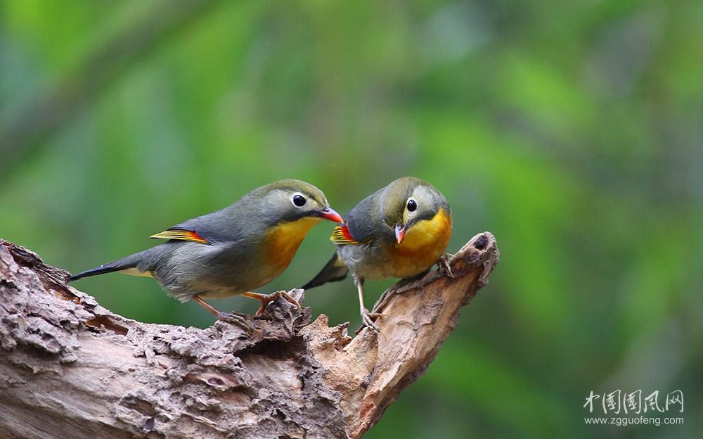     啾啾鳥鳴     文/青春鳥(新疆)