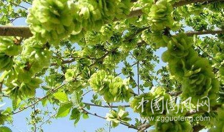 《摘一串榆餞》  文/青春鳥(新疆)