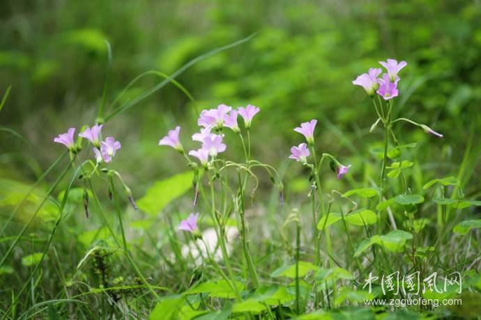 《親吻春花》   文/青春鳥(niǎo)(新疆)