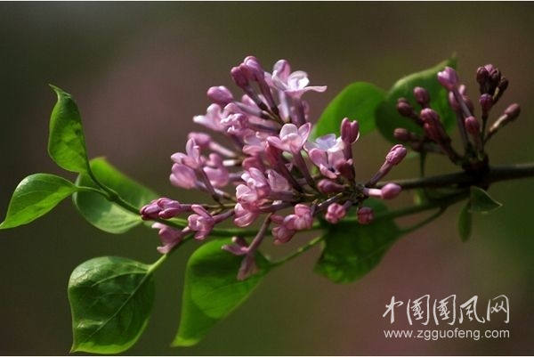 《丁香花開(kāi)》  文/青春鳥(niǎo)(新疆)